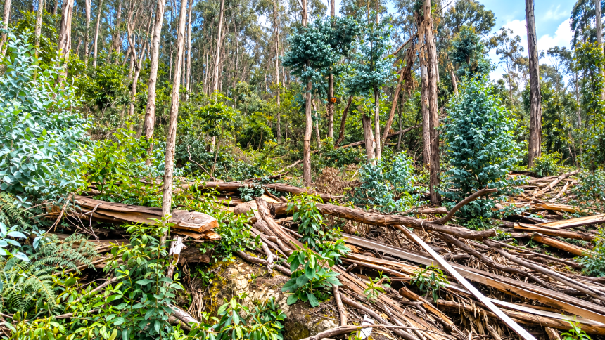 Tala de 64 árboles en los Cerros Orientales de Bogotá: intervenido predio en Torca