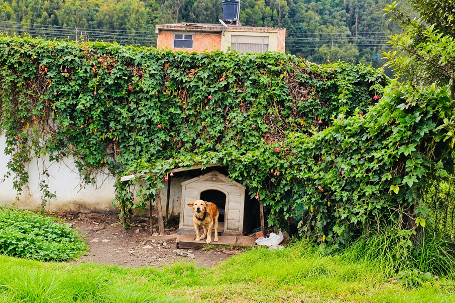 Nemocón refuerza controles de bienestar animal: autoridades verificaron 11 perros y ocho equinos 2
