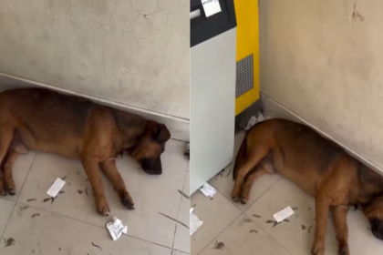 Perrito de la calle se refugió del calor en un cajero de Cundinamarca y conmovió a los usuarios 2