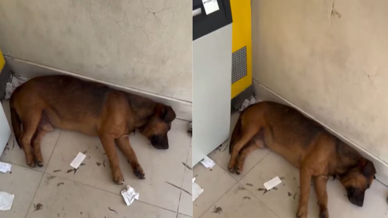 Perrito de la calle se refugió del calor en un cajero de Cundinamarca y conmovió a los usuarios
