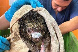 Reportan 11 animales silvestres muertos y 14 atendidos por incendios forestales en Cundinamarca durante agosto 11 Reportan 11 animales silvestres muertos y 14 atendidos por incendios forestales en Cundinamarca durante agosto 10