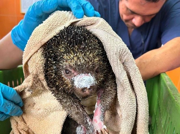 Reportan 11 animales silvestres muertos y 14 atendidos por incendios forestales en Cundinamarca durante agosto