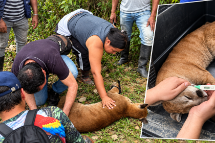 Autoridades rescatan a madre puma y su cría en Cauca tras reportes de amenazas 19