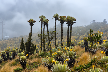 Bogotá y Cundinamarca tendrán cerca de $244.000 millones para proteger sus fuentes de agua 23 Bogotá y Cundinamarca tendrán cerca de $244.000 millones para proteger sus fuentes de agua 22