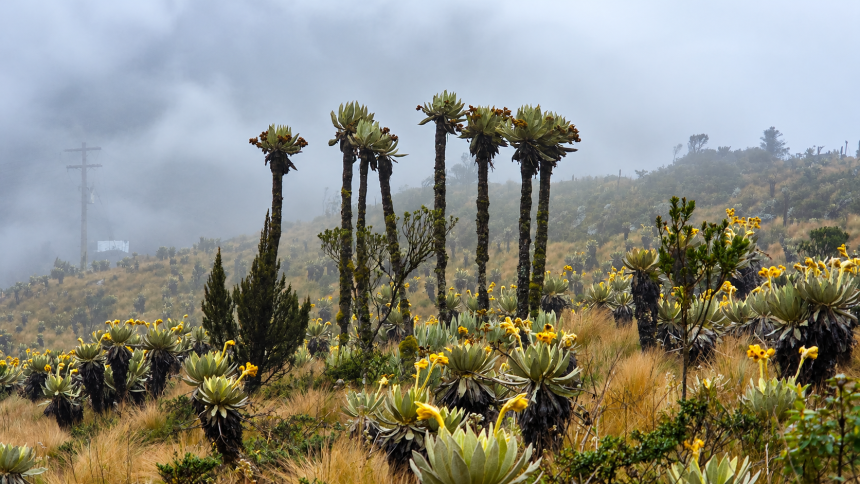 Bogotá y Cundinamarca tendrán cerca de $244.000 millones para proteger sus fuentes de agua 1 Bogotá y Cundinamarca tendrán cerca de $244.000 millones para proteger sus fuentes de agua