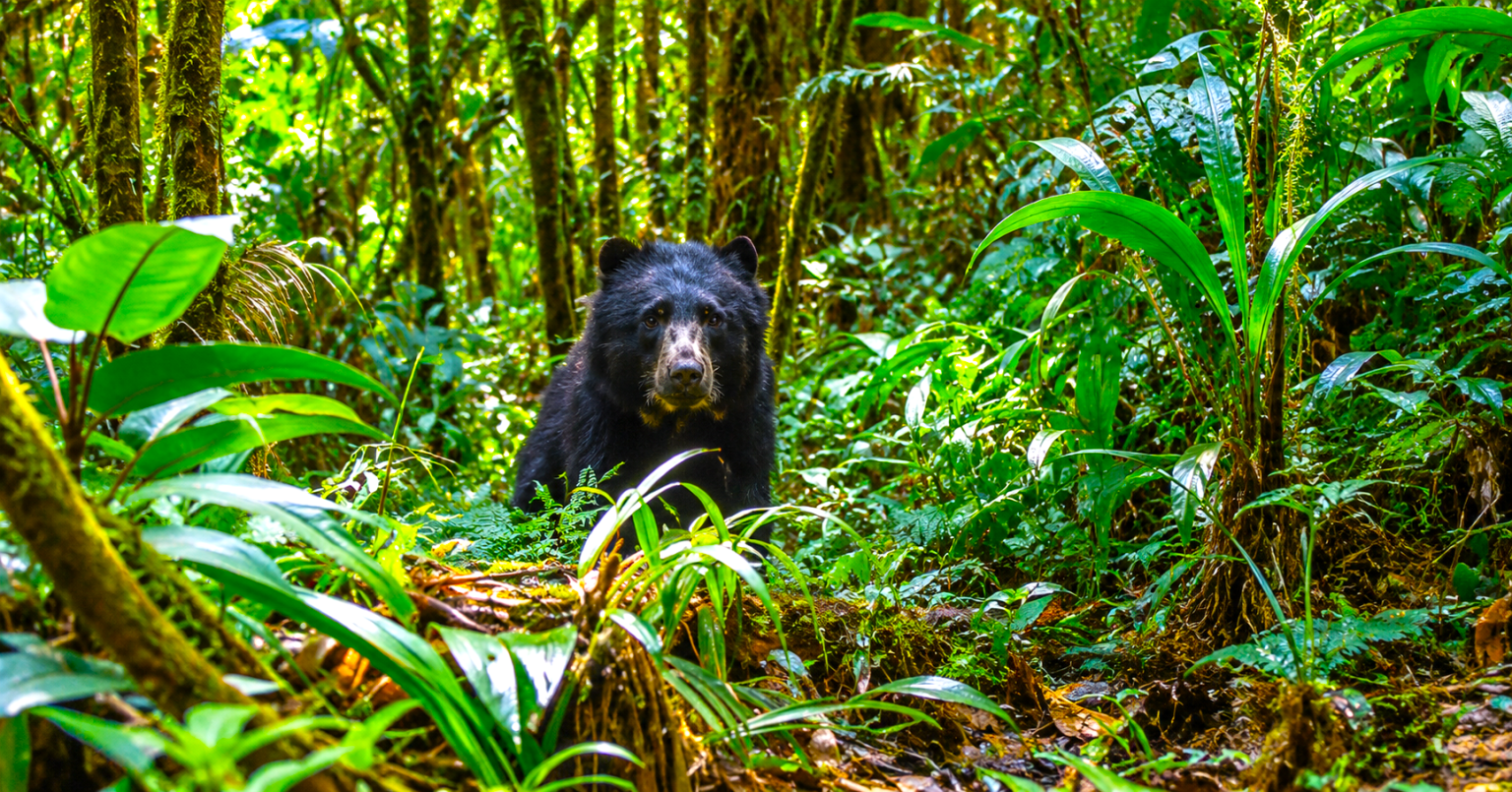 Cámaras trampa captan a un oso andino recorriendo los bosques de Manta, Cundinamarca