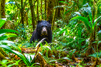Cámaras trampa captan a un oso andino recorriendo los bosques de Manta, Cundinamarca 13 Cámaras trampa captan a un oso andino recorriendo los bosques de Manta, Cundinamarca 12
