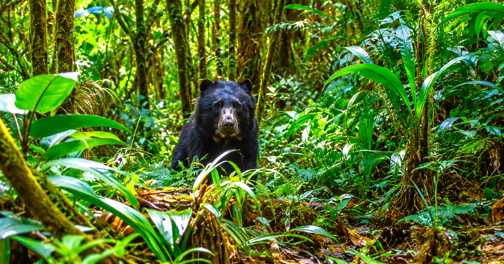 Cámaras trampa captan a un oso andino recorriendo los bosques de Manta, Cundinamarca 10