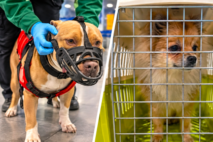 Caso de dos perros en el aeropuerto El Dorado: Inspección evaluará pruebas sobre el presunto abandono 24