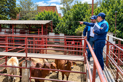 Cundinamarca detecta diferencias entre ganado sacrificado e impuestos pagados en frigoríficos 17