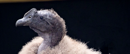 Rafiki, cóndor del programa de reproducción artificial del Parque Jaime Duque, será liberado en Santander para 2027 24