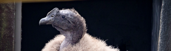 Rafiki, cóndor del programa de reproducción artificial del Parque Jaime Duque, será liberado en Santander para 2027