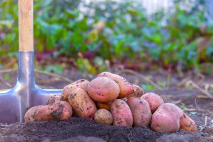Productores de papa de Cundinamarca y Boyacá logran acuerdos con el Gobierno frente a precios e importaciones 8