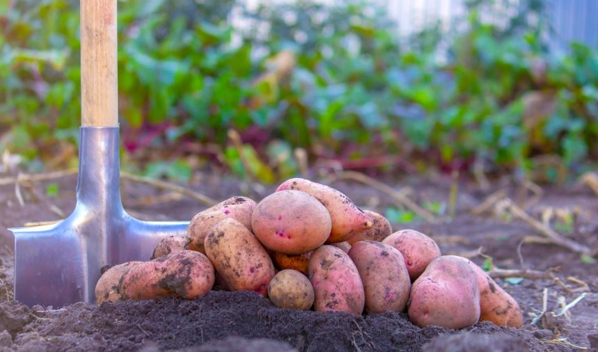 Productores de papa de Cundinamarca y Boyacá logran acuerdos con el Gobierno frente a precios e importaciones 15 Productores de papa de Cundinamarca y Boyacá logran acuerdos con el Gobierno frente a precios e importaciones 14