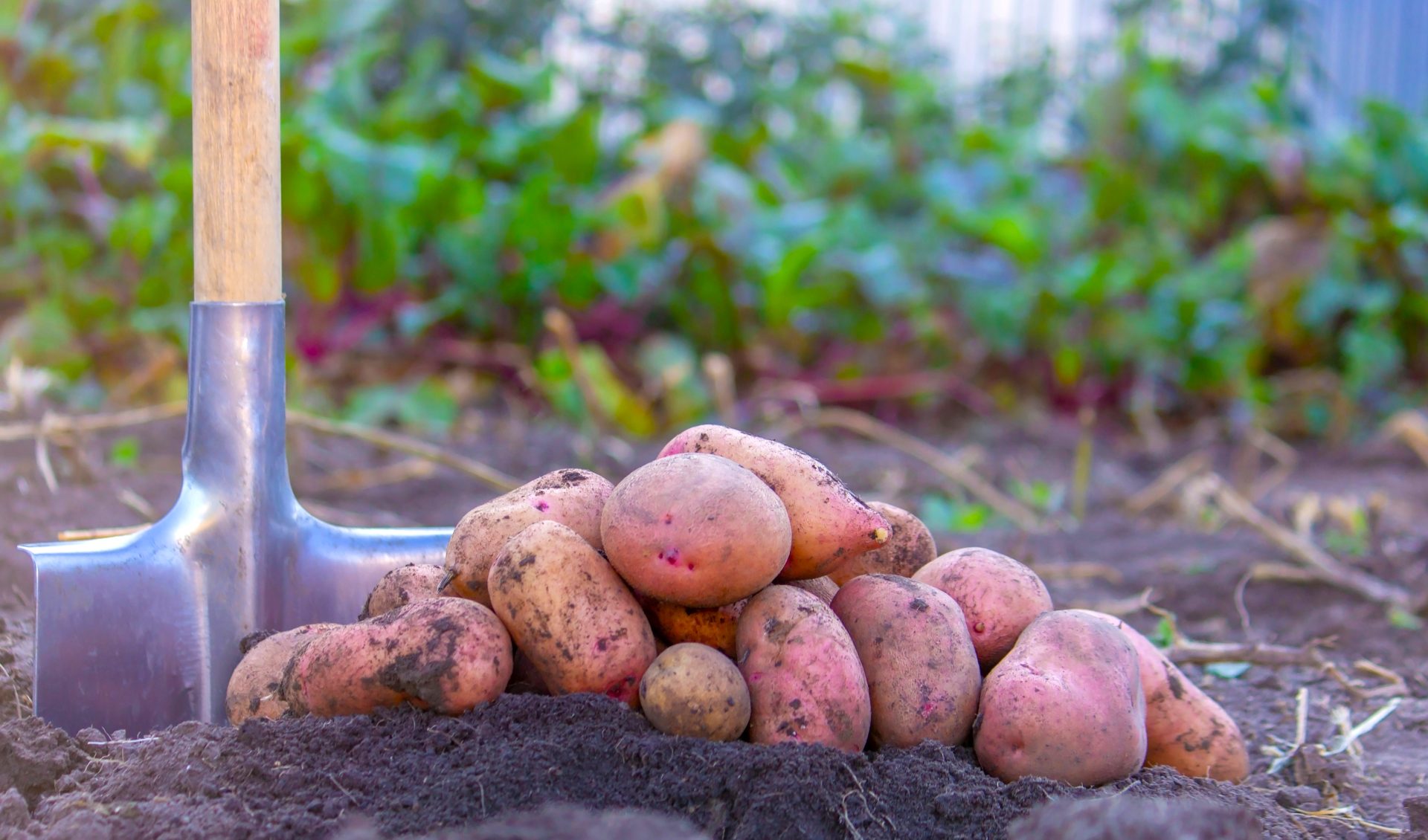 Productores de papa de Cundinamarca y Boyacá logran acuerdos con el Gobierno frente a precios e importaciones 10