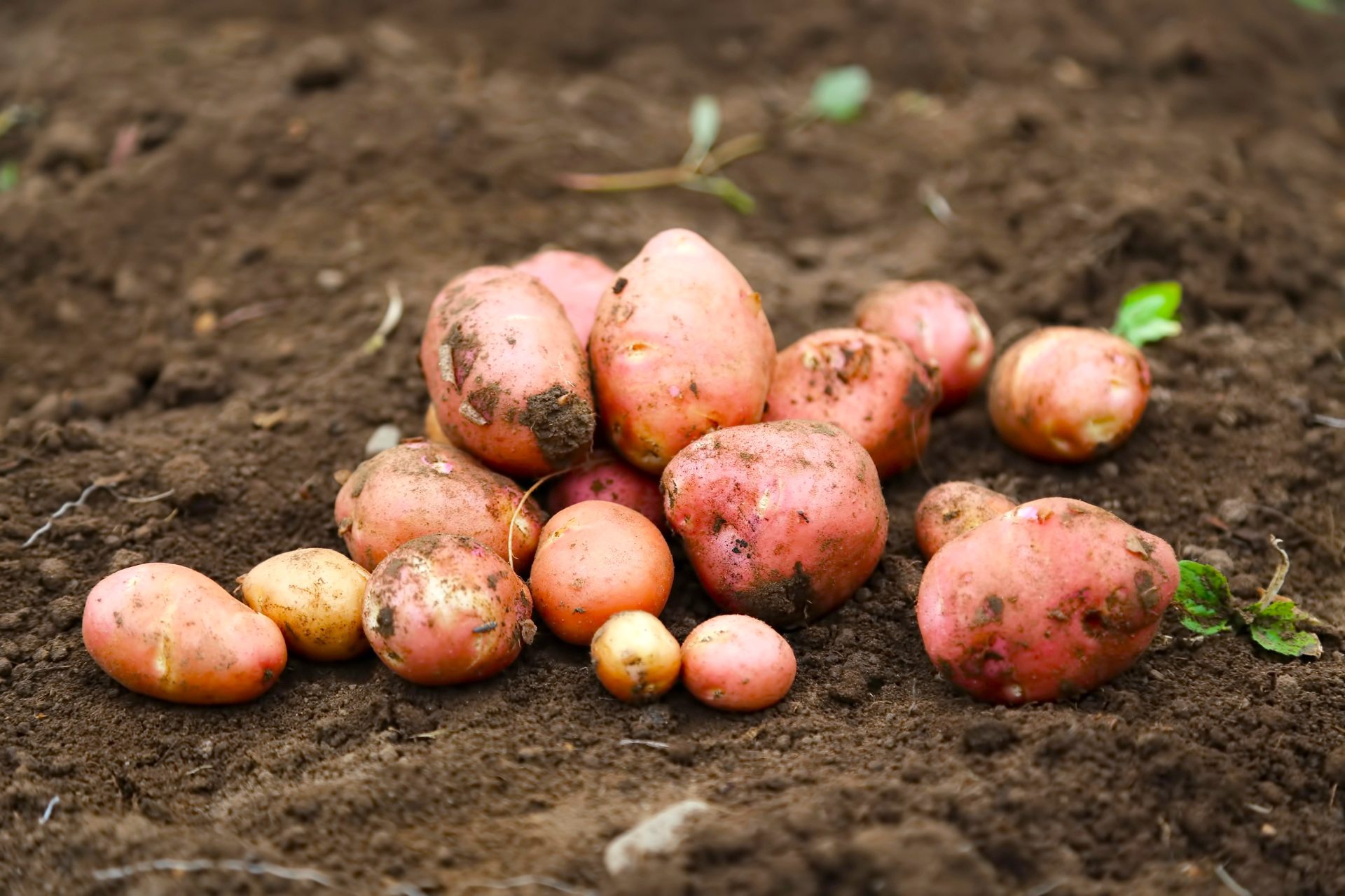Productores de papa de Cundinamarca y Boyacá logran acuerdos con el Gobierno frente a precios e importaciones 2 Productores de papa de Cundinamarca y Boyacá logran acuerdos con el Gobierno frente a precios e importaciones 1