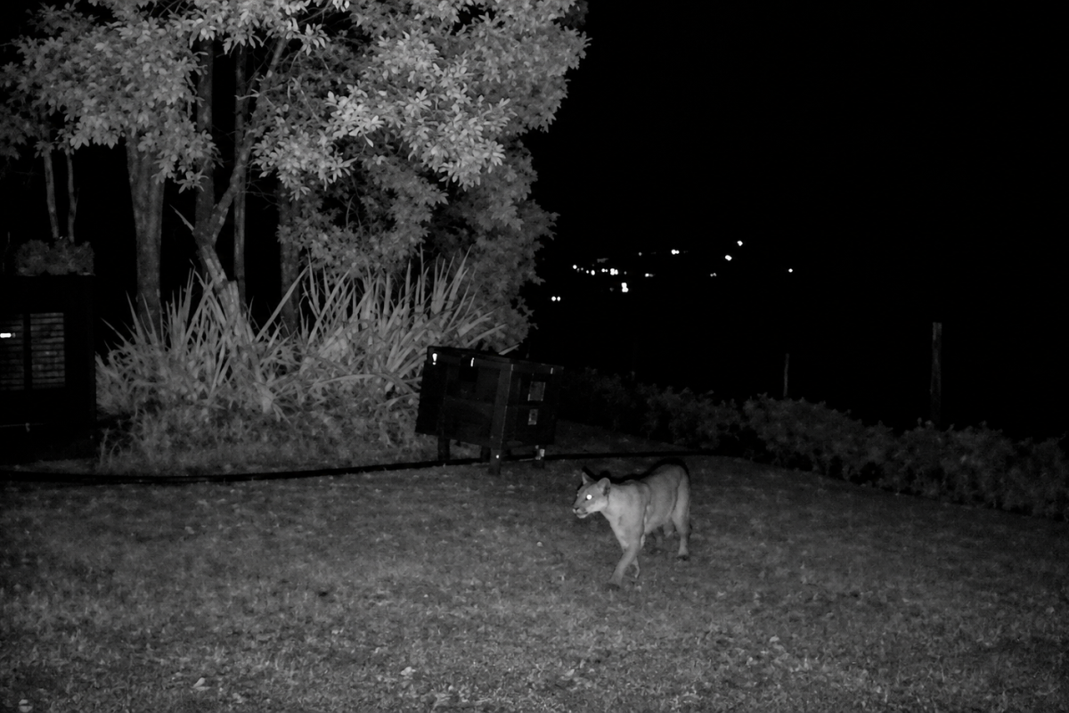 Puma en La Calera: piden no comer la carne de ovejas y cabros atacados