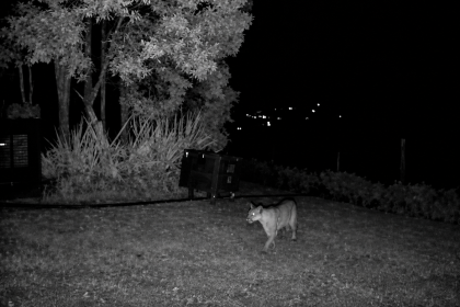 Puma en La Calera: piden no comer la carne de ovejas y cabros atacados 3 Puma en La Calera: piden no comer la carne de ovejas y cabros atacados 2