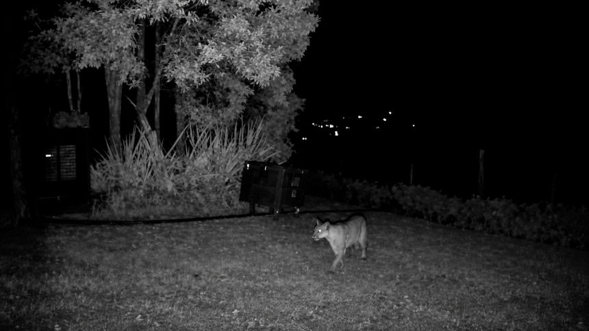 Puma en La Calera: piden no comer la carne de ovejas y cabros atacados 15 Puma en La Calera: piden no comer la carne de ovejas y cabros atacados 14