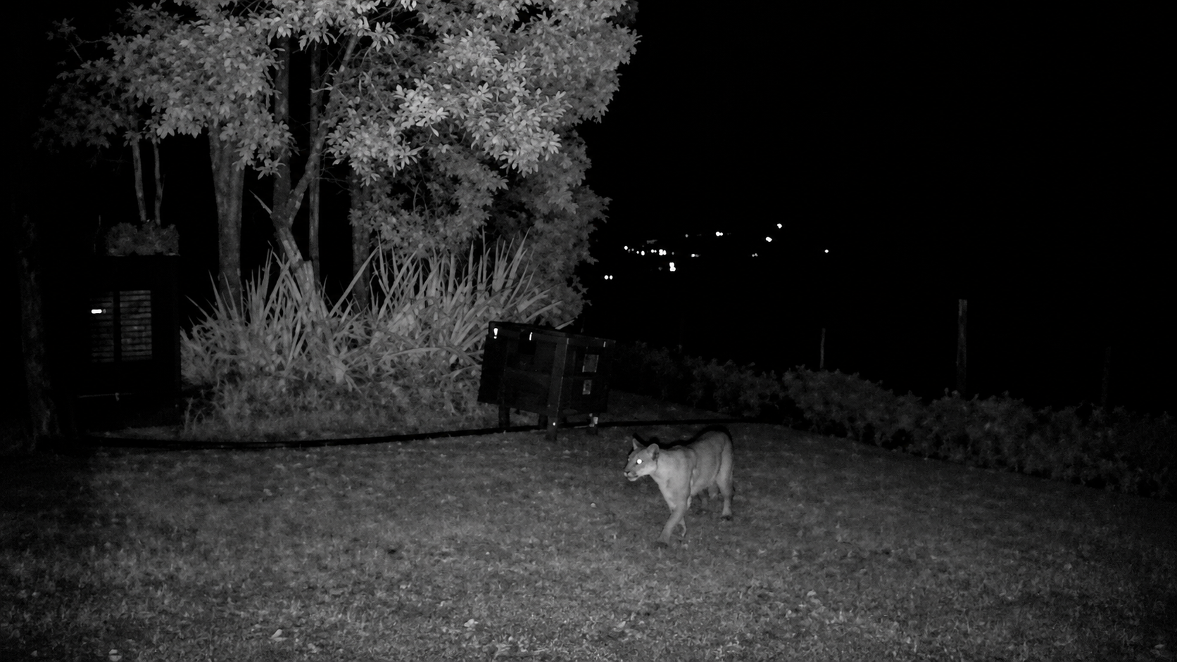 Puma en La Calera: piden no comer la carne de ovejas y cabros atacados 7