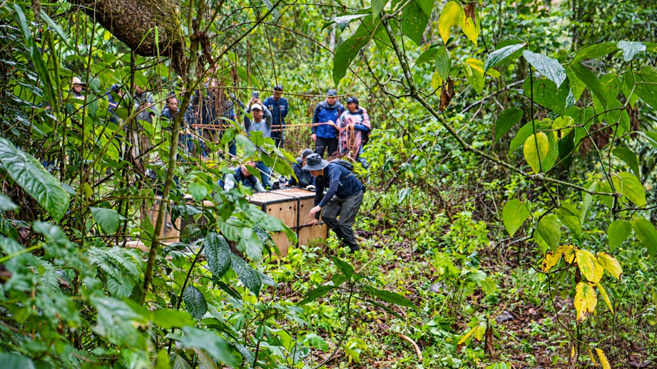 Madre puma y su cría regresaron a su hábitat en las montañas del Cauca tras ser rescatadas en Miranda 2 Madre puma y su cría regresaron a su hábitat en las montañas del Cauca tras ser rescatadas en Miranda 1