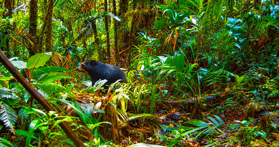 Cámaras trampa captan a un oso andino recorriendo los bosques de Manta, Cundinamarca 1