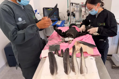Medellín: gallinazo con alas y cola recortadas recibe implante de plumas para volver a volar 26 Medellín: gallinazo con alas y cola recortadas recibe implante de plumas para volver a volar 25