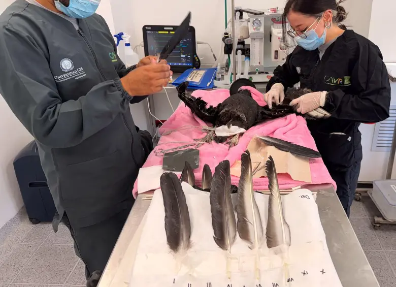 Medellín: gallinazo con alas y cola recortadas recibe implante de plumas para volver a volar 9